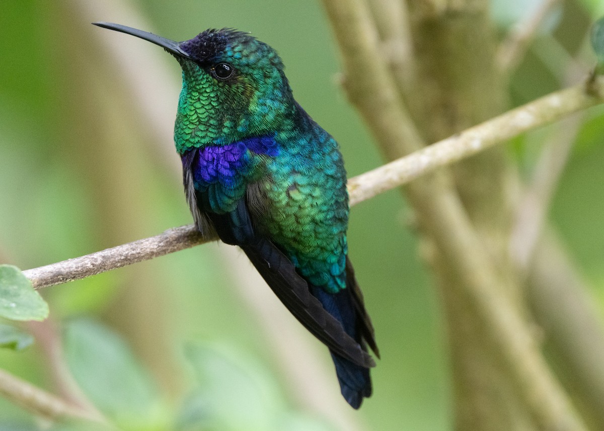 Crowned Woodnymph (Northern/Colombian Violet-crowned) - ML620904194