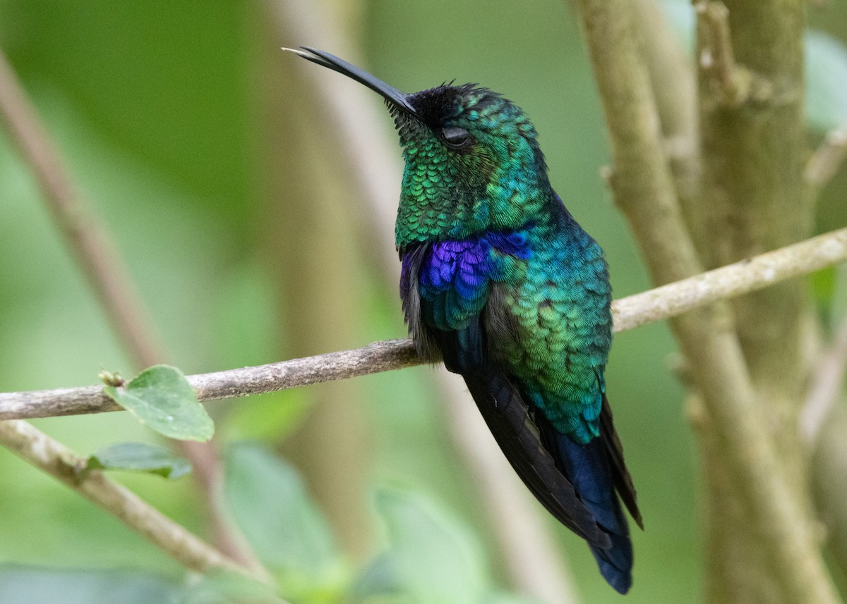 kolibřík vidloocasý (ssp. venusta/townsendi/colombica/rostrifera) - ML620904195
