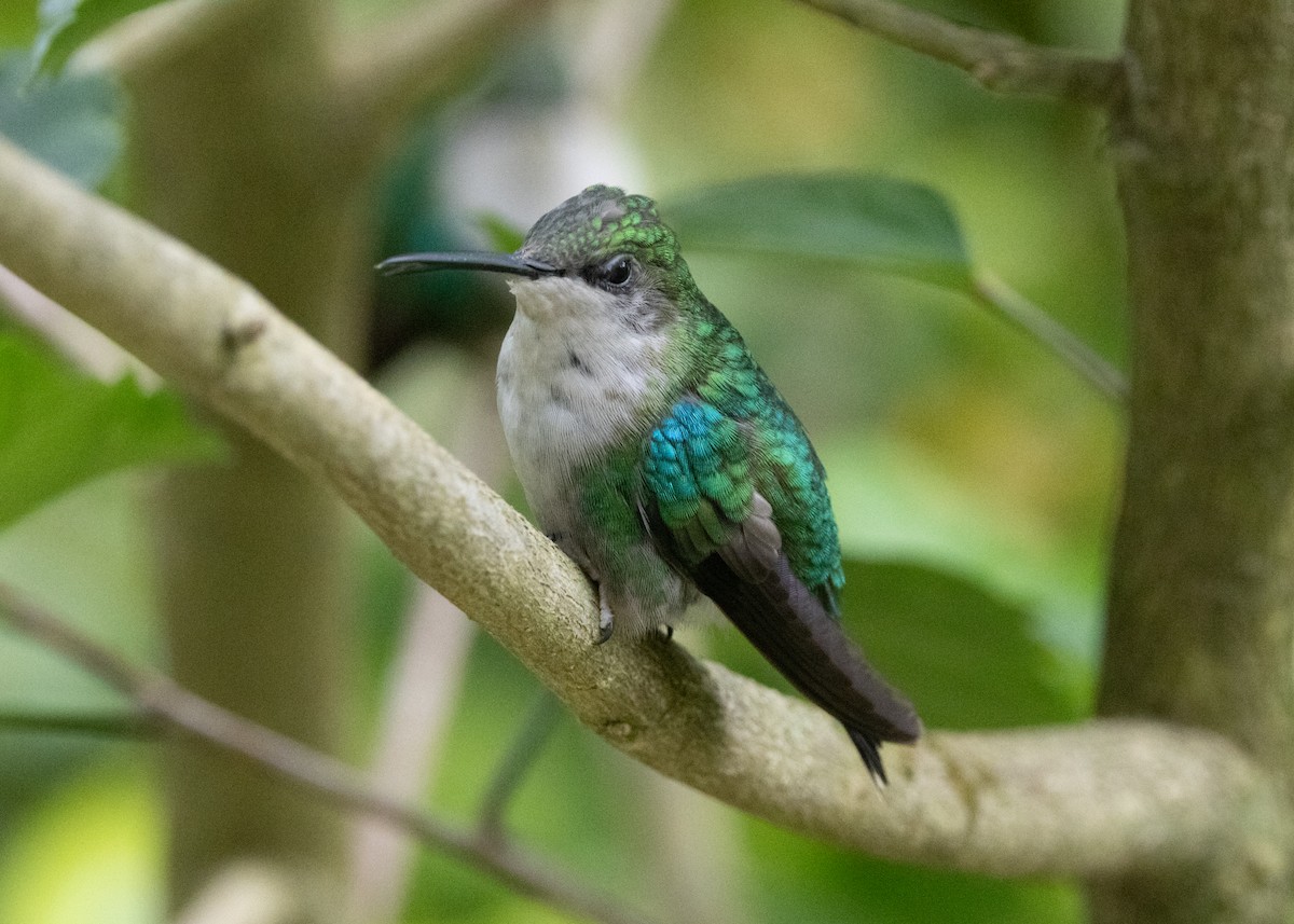Crowned Woodnymph (Northern/Colombian Violet-crowned) - ML620904196