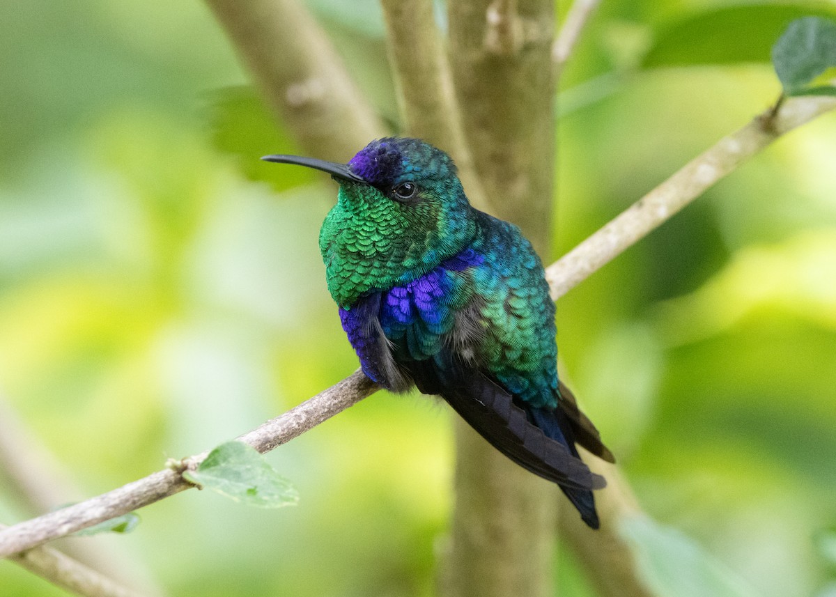 Crowned Woodnymph (Northern/Colombian Violet-crowned) - ML620904198