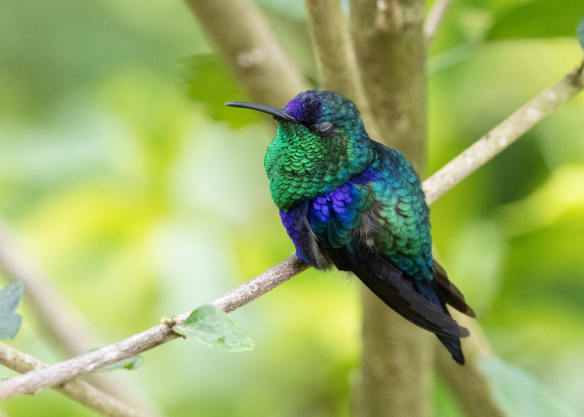 Crowned Woodnymph (Northern/Colombian Violet-crowned) - ML620904199