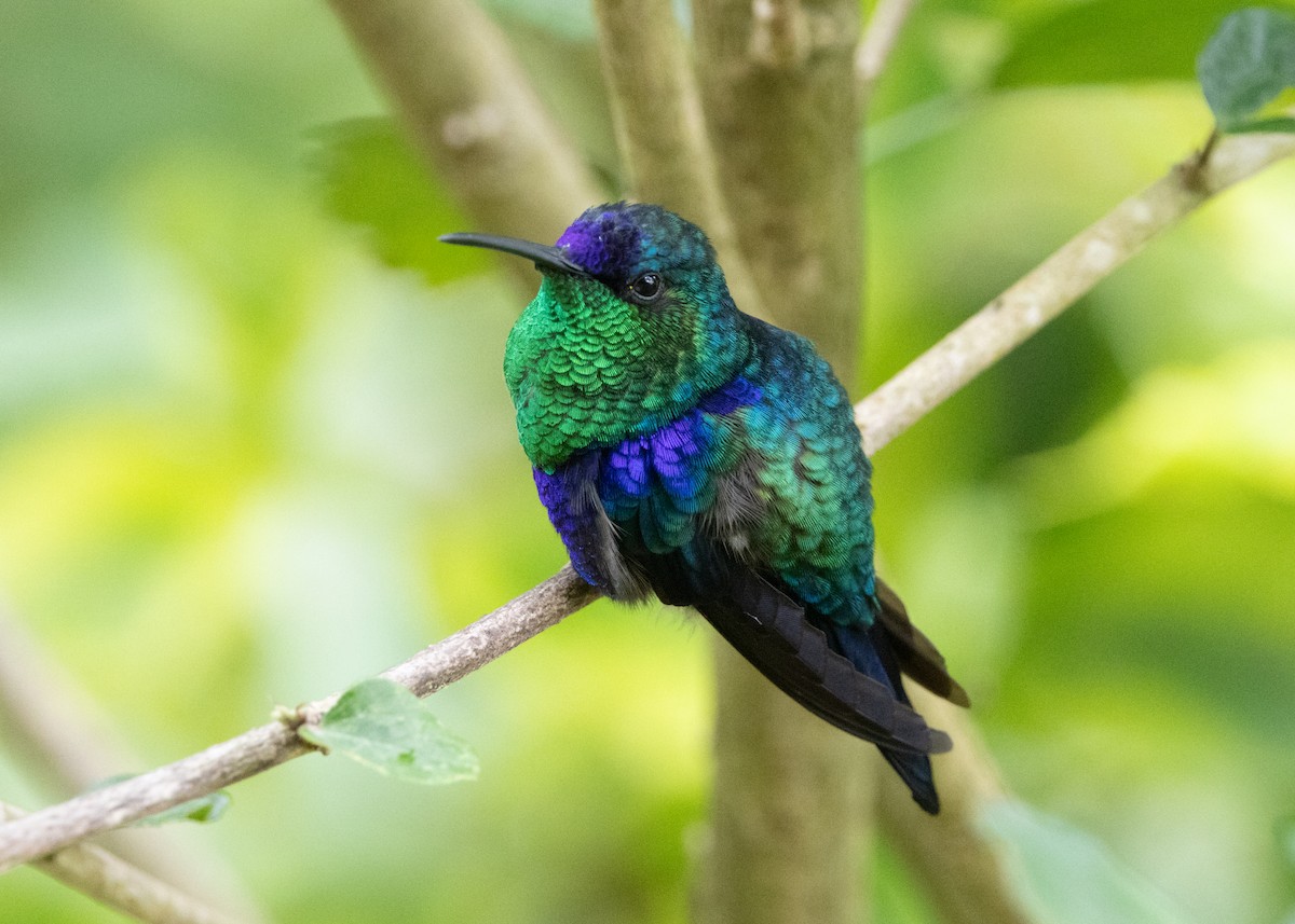 Crowned Woodnymph (Northern/Colombian Violet-crowned) - ML620904200