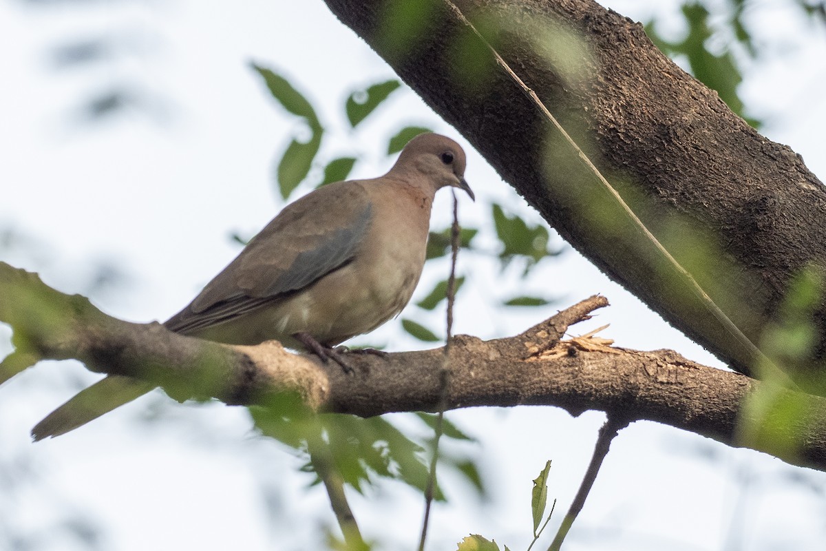 Laughing Dove - ML620904209