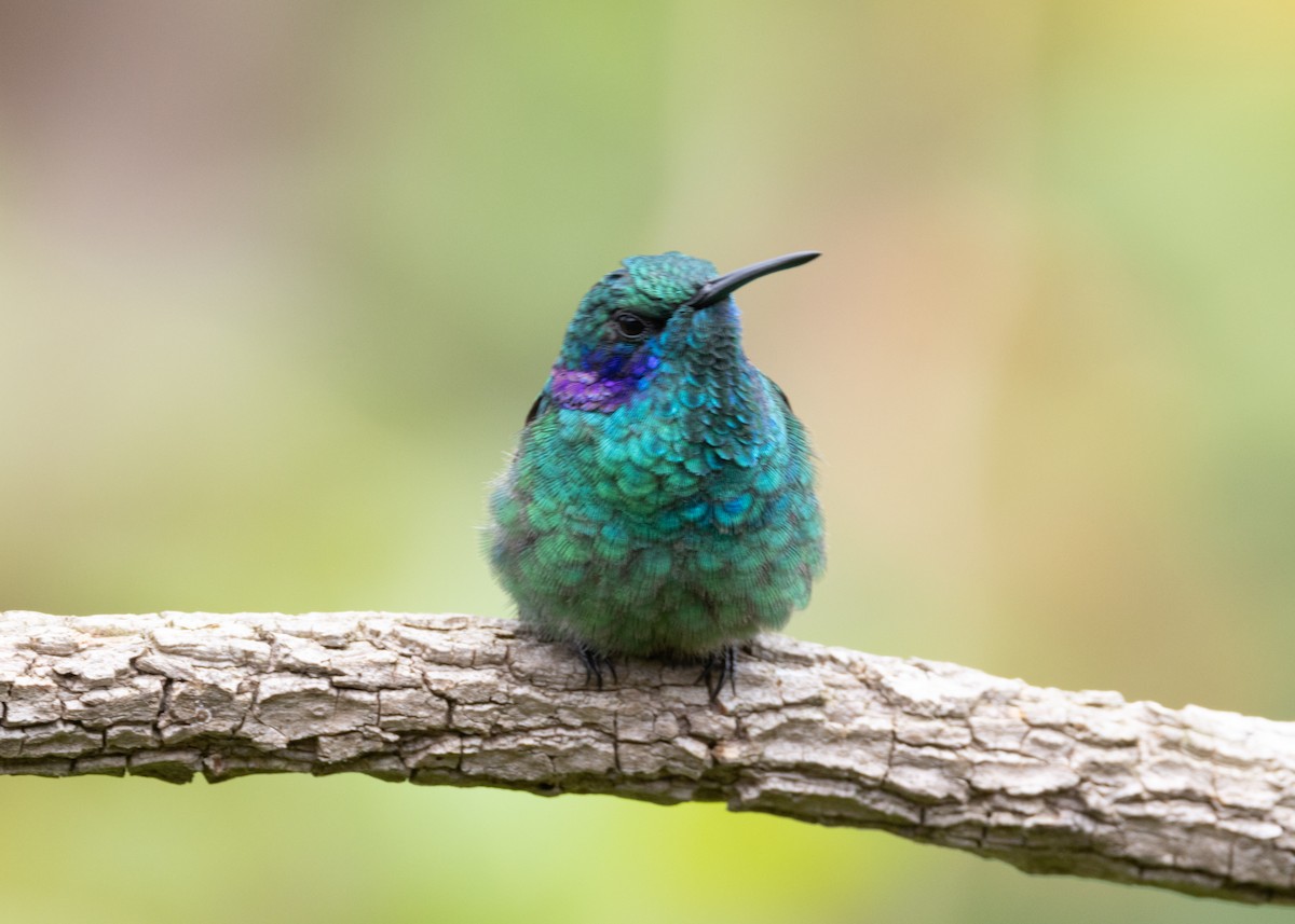 Lesser Violetear (Andean) - ML620904224