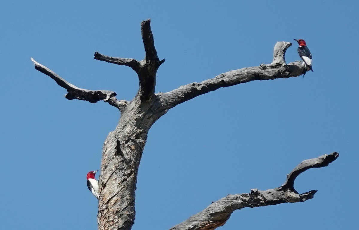 Red-headed Woodpecker - ML620904227