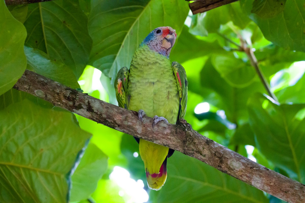 Red-tailed Parrot - ML620904244
