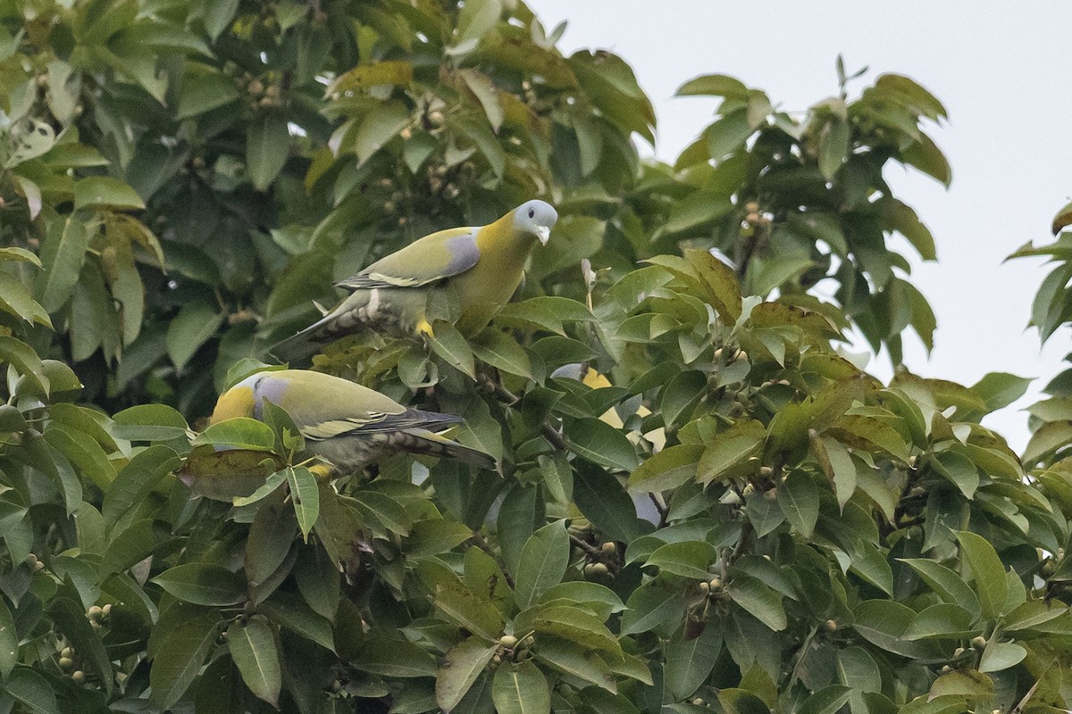 Yellow-footed Green-Pigeon - ML620904245