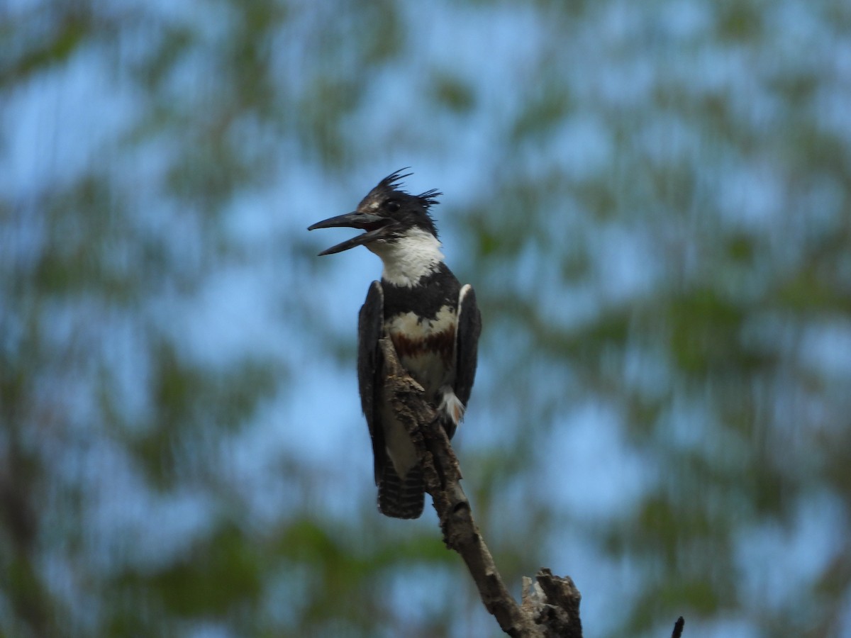 Belted Kingfisher - ML620904249