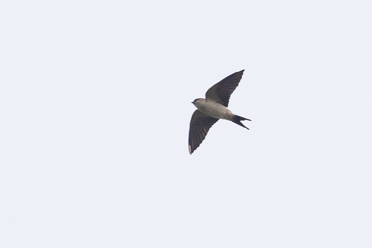 Red-rumped Swallow - ML620904253