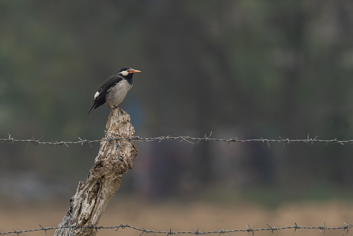Indian Pied Starling - ML620904254