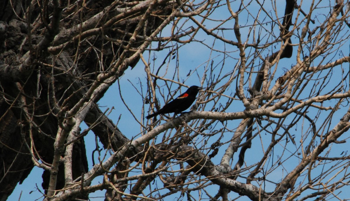 Red-winged Blackbird - ML620904292