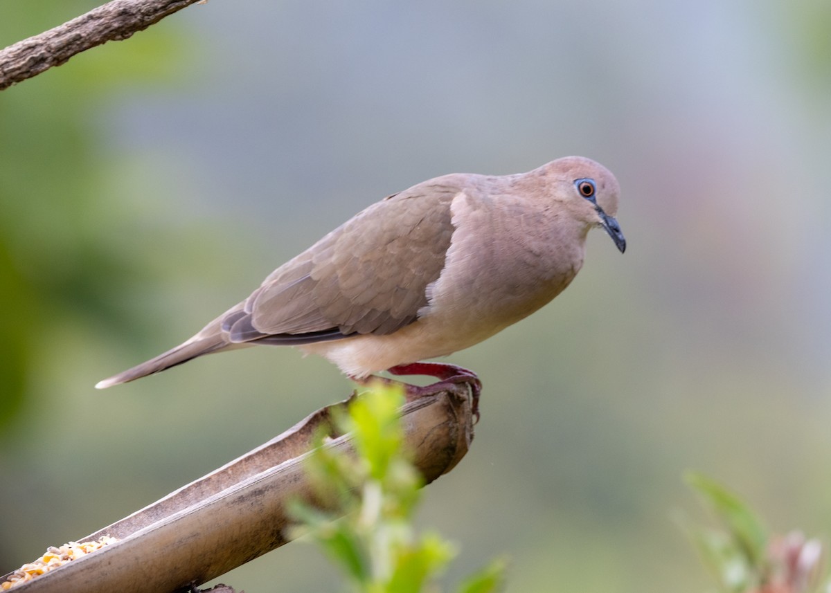 White-tipped Dove (White-tipped) - ML620904294