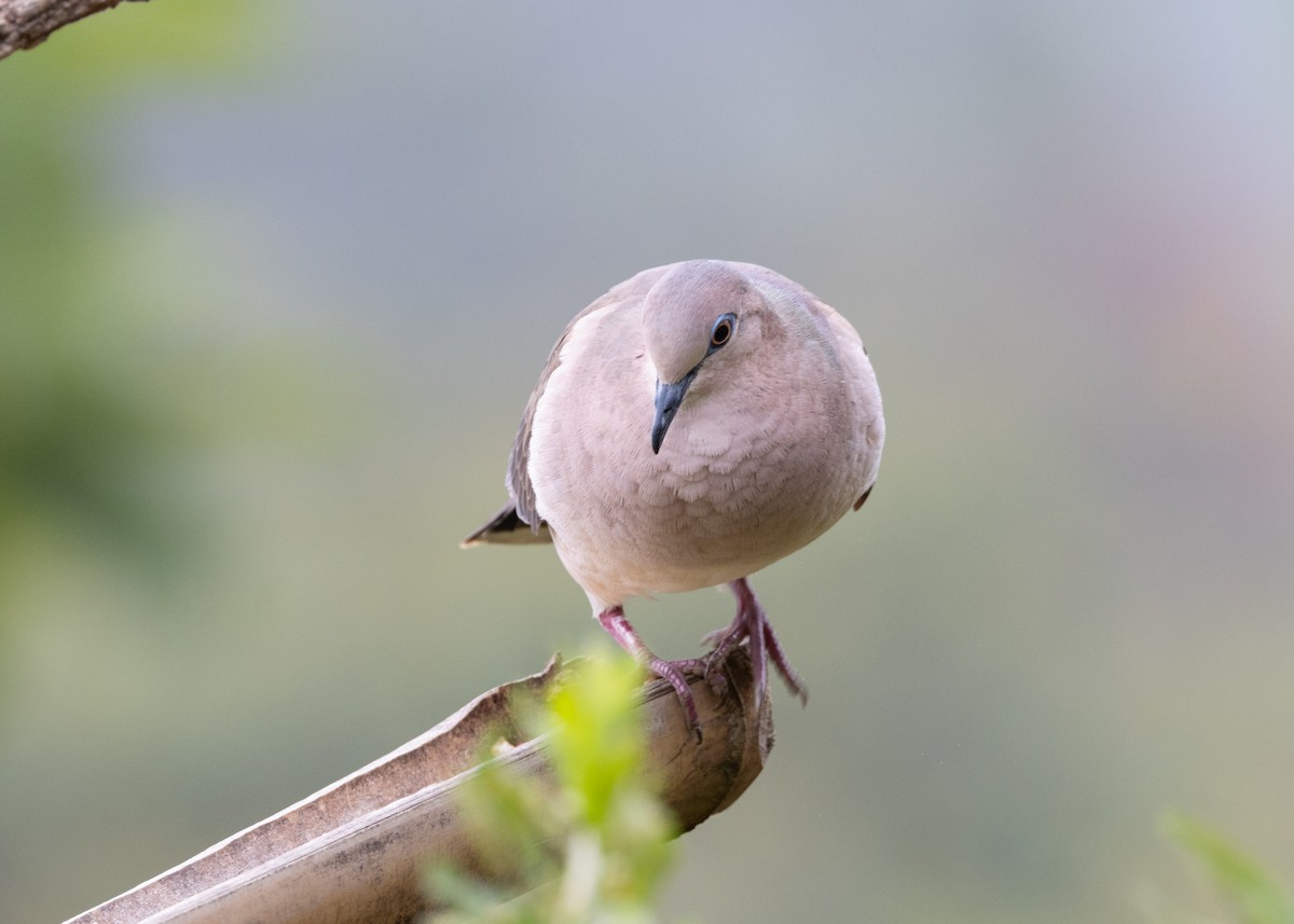 White-tipped Dove (White-tipped) - ML620904295