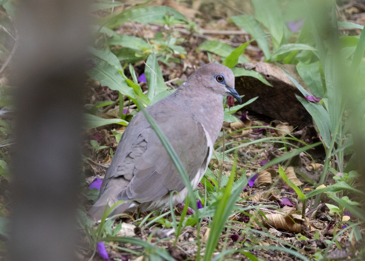 White-tipped Dove (White-tipped) - ML620904301