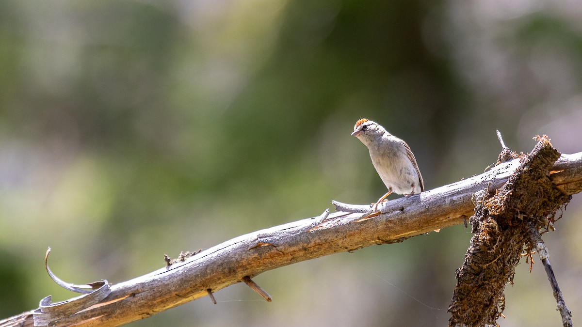 Chipping Sparrow - ML620904305