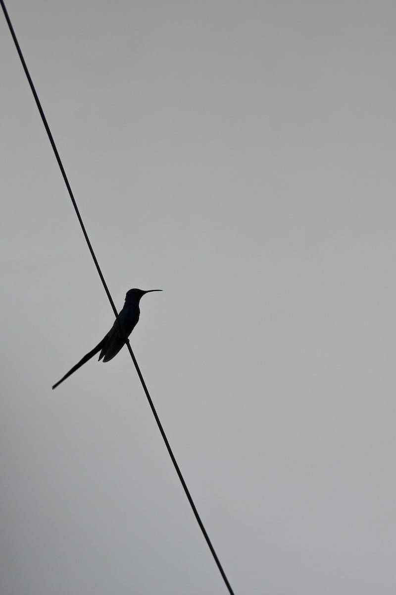 Swallow-tailed Hummingbird - ML620904344