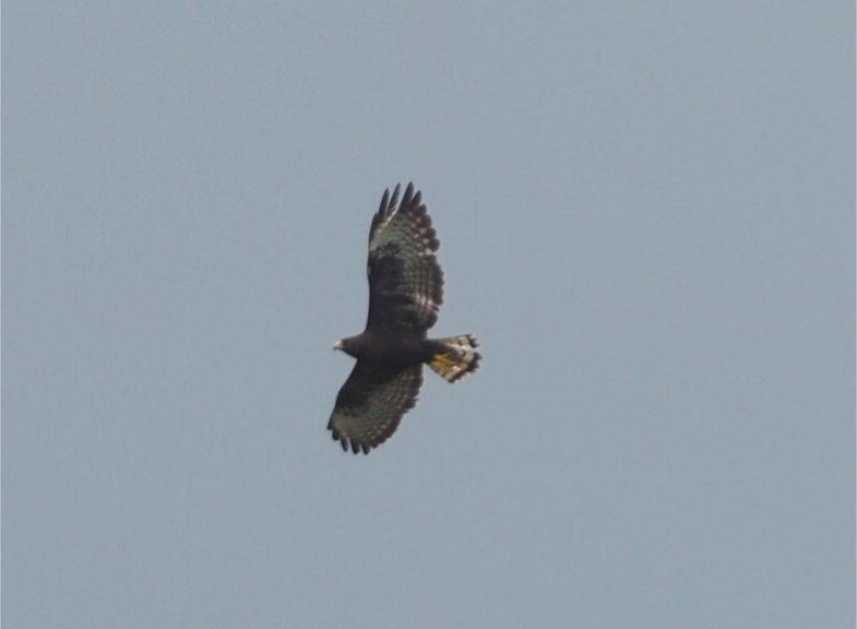 Short-tailed Hawk - ML620904345