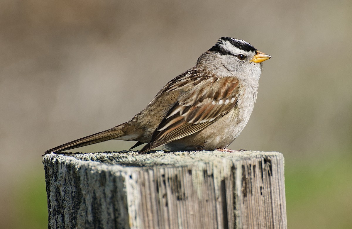 White-crowned Sparrow (nuttalli) - ML620904418