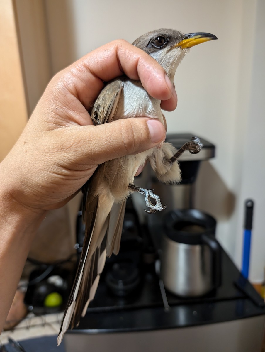 Yellow-billed Cuckoo - ML620904484