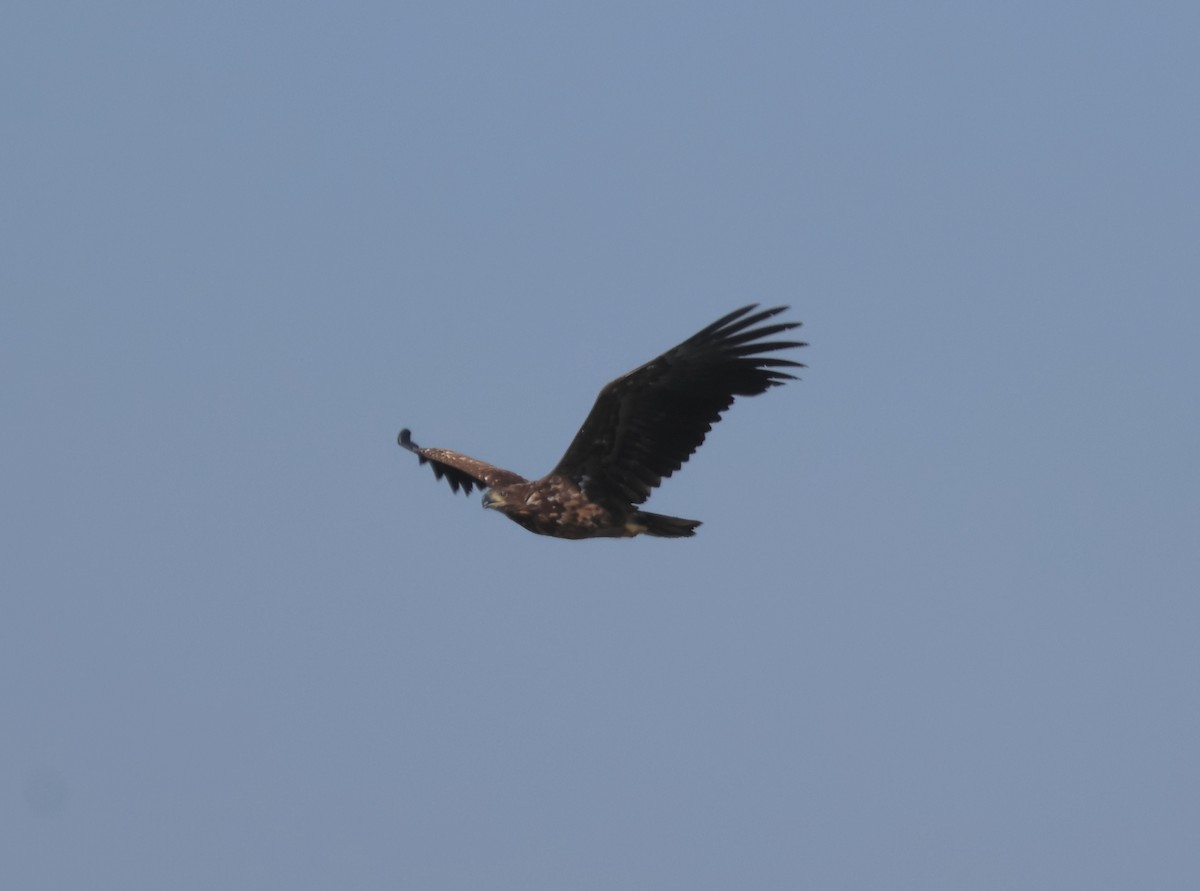 White-tailed Eagle - ML620904491