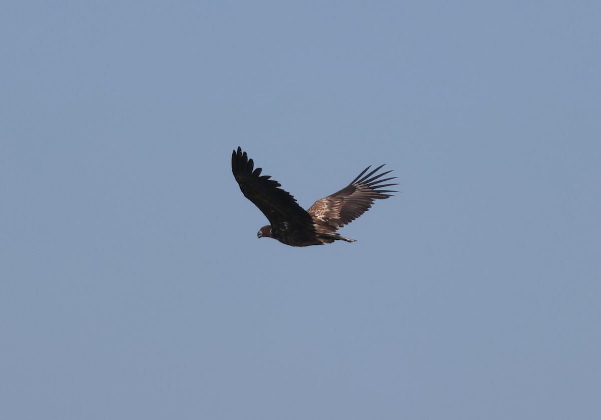 White-tailed Eagle - ML620904492