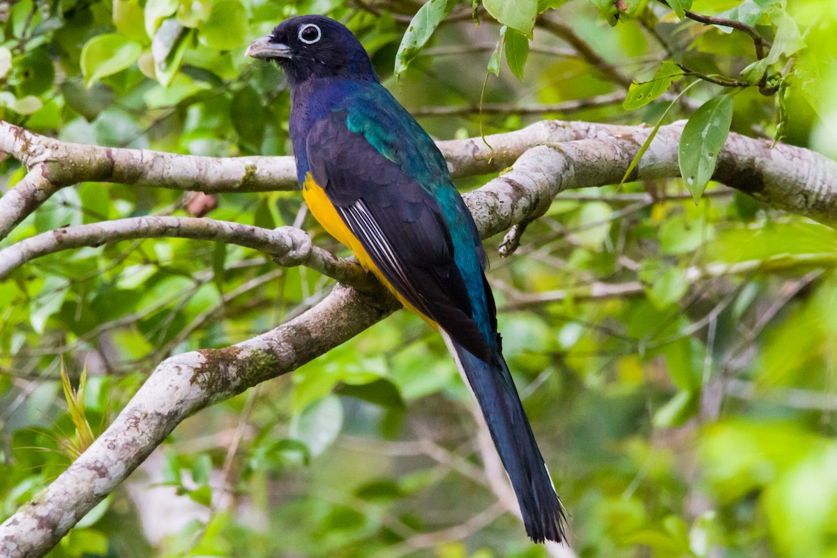 Green-backed Trogon - ML620904528