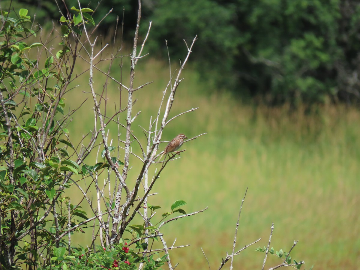 Song Sparrow - John Gaglione