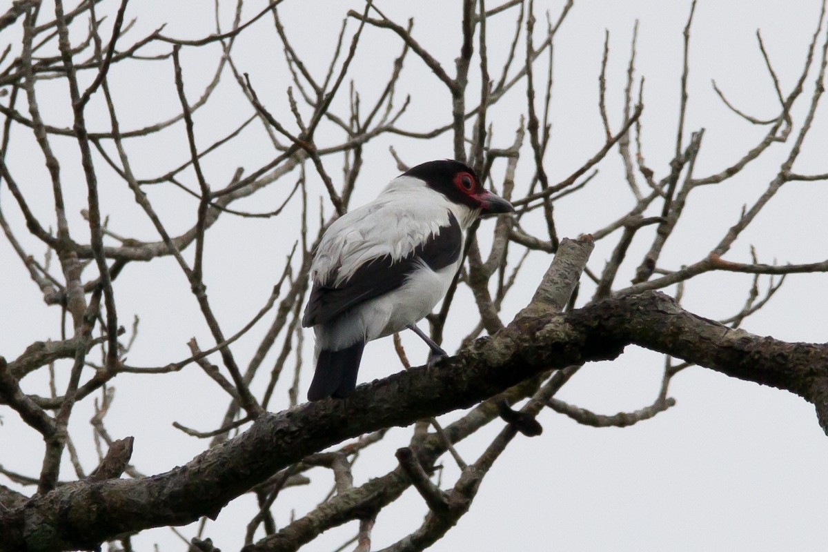 Black-tailed Tityra - ML620904551