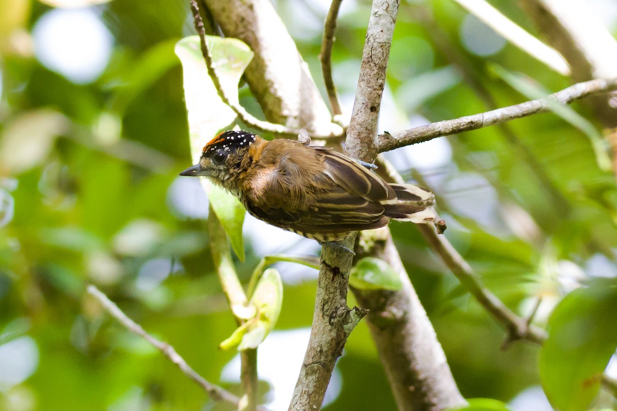 Ochre-collared Piculet - ML620904573