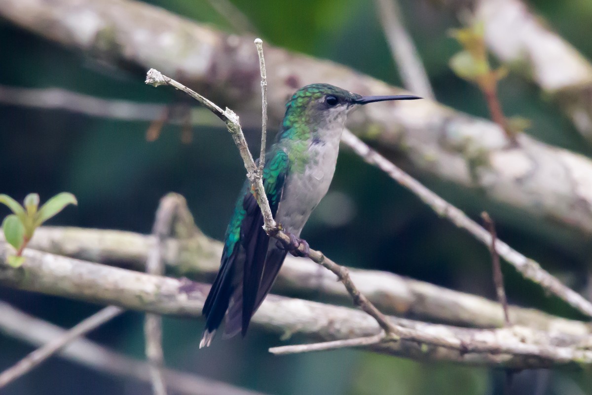 Colibrí Apagado - ML620904590