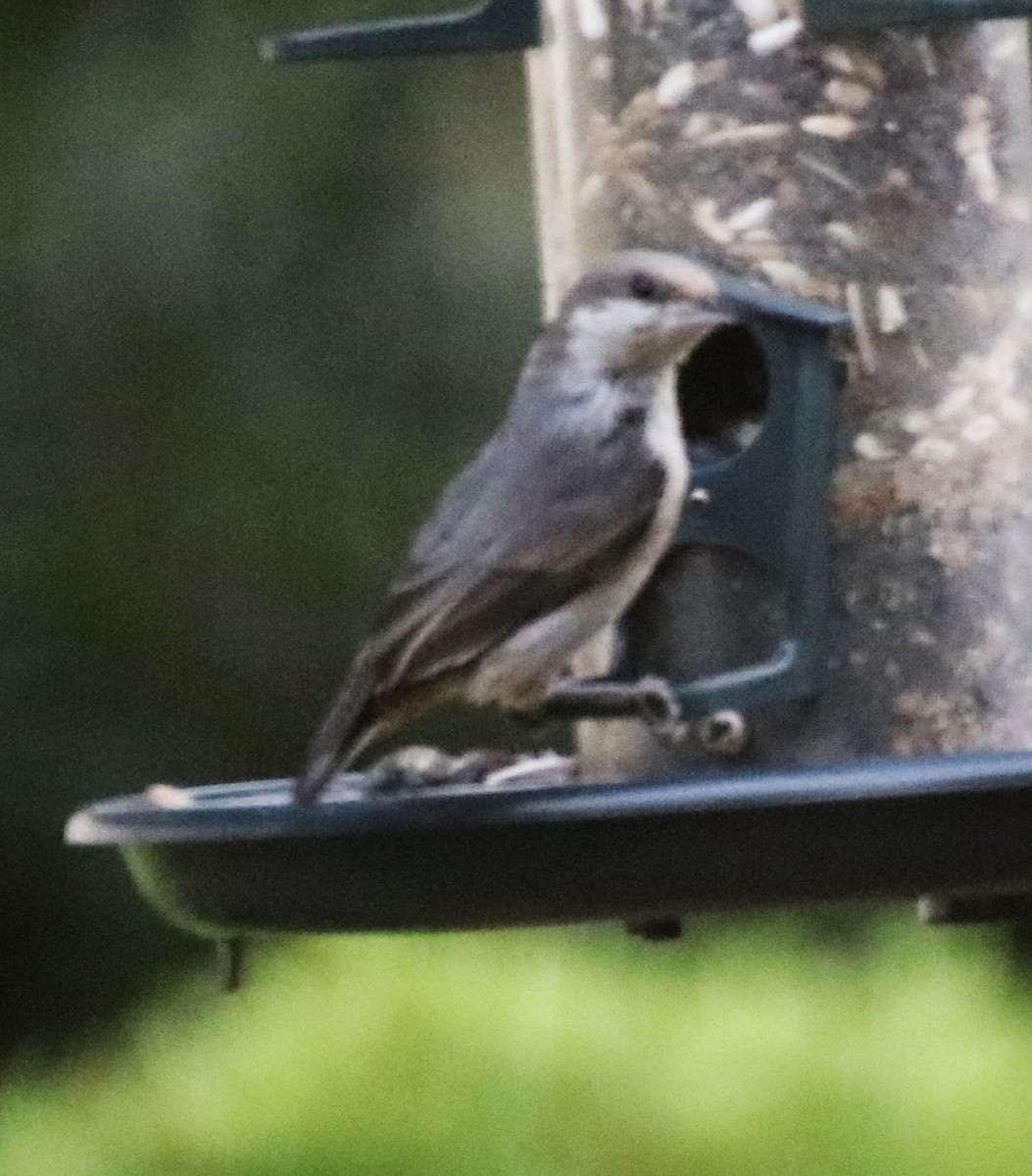 Brown-headed Nuthatch - ML620904595