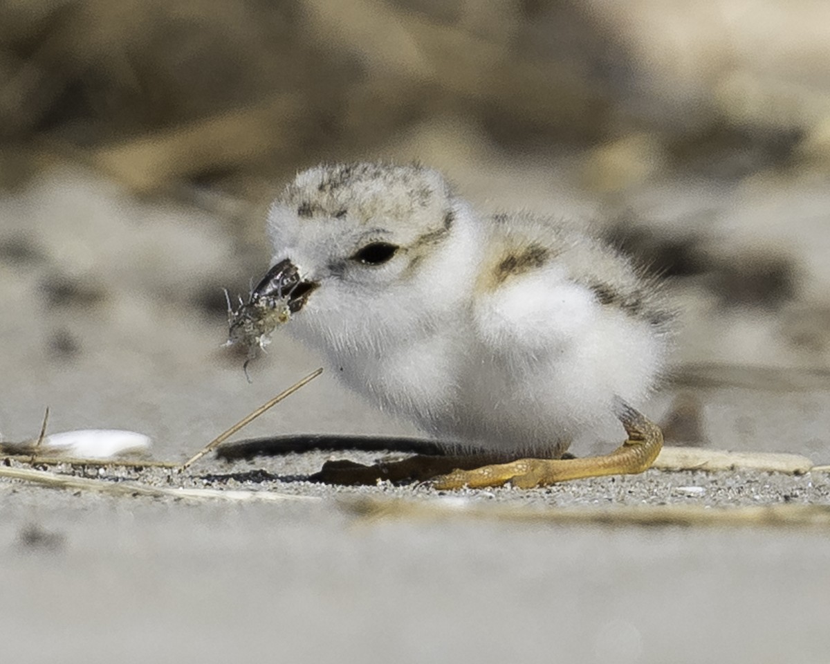 Piping Plover - ML620904627