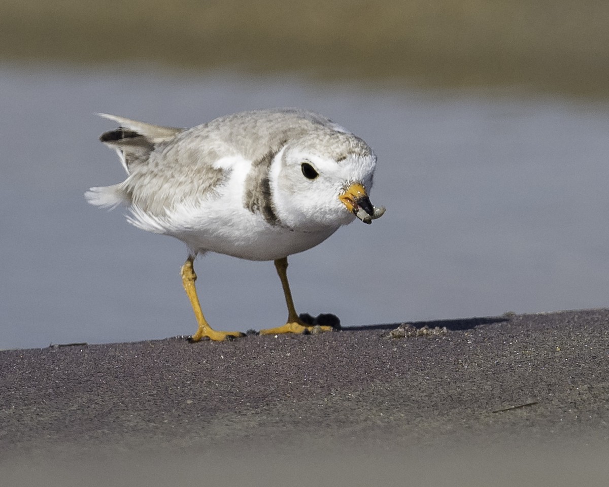 Piping Plover - ML620904628