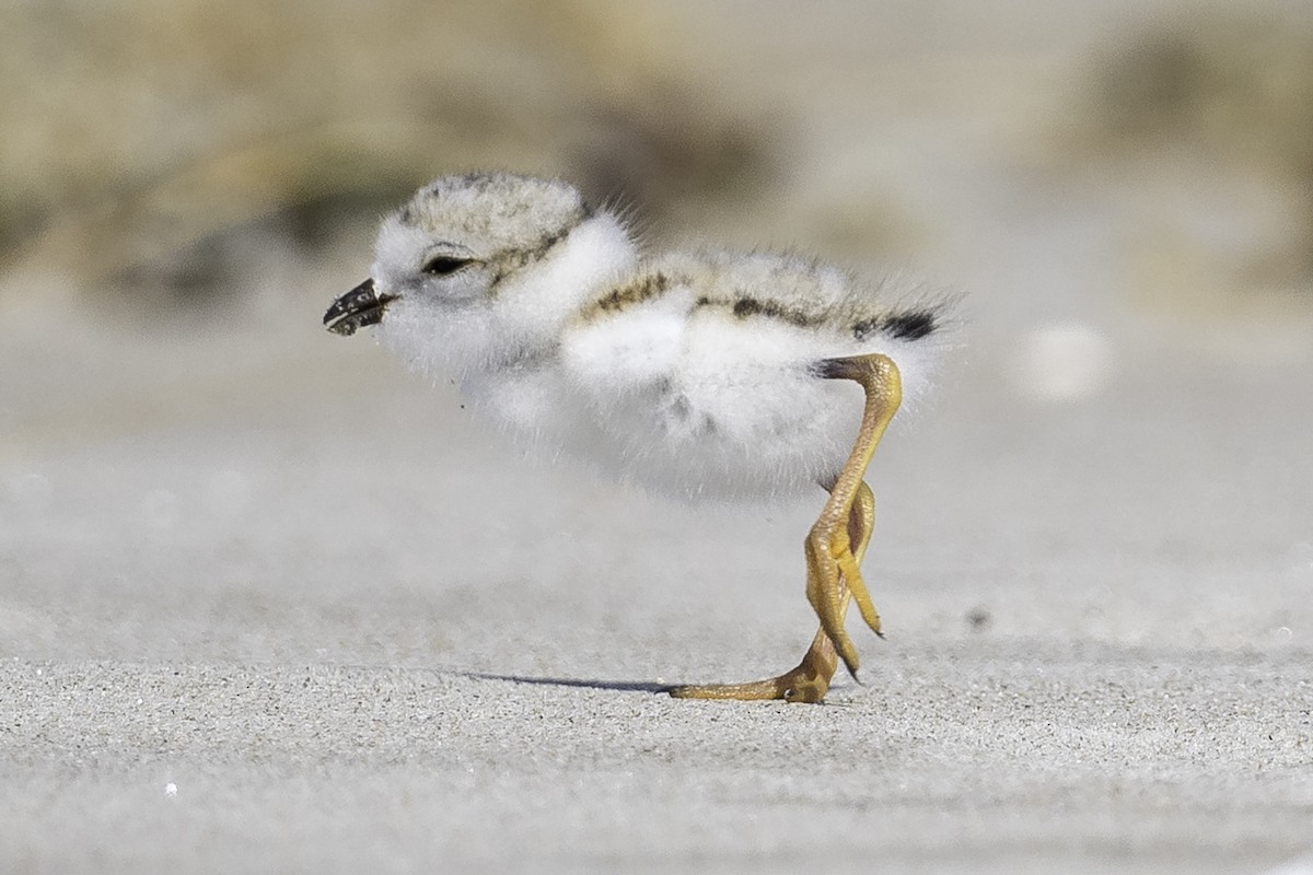 Piping Plover - ML620904629