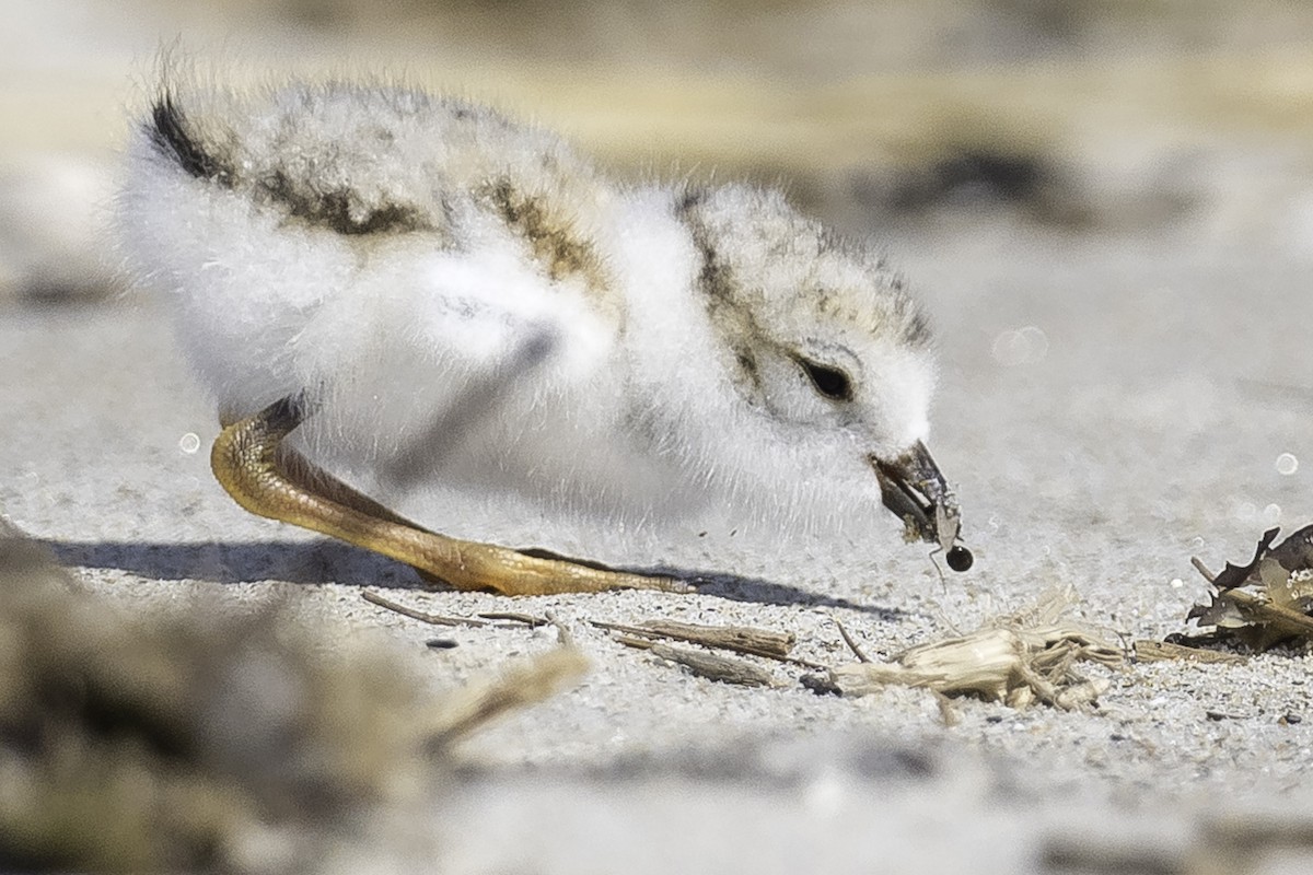 Piping Plover - ML620904630