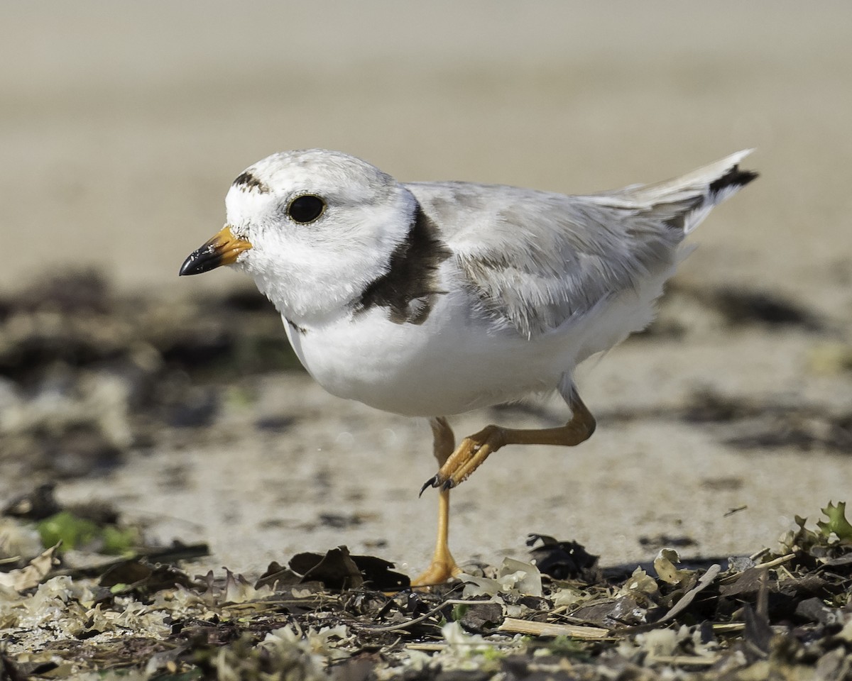 Piping Plover - ML620904631