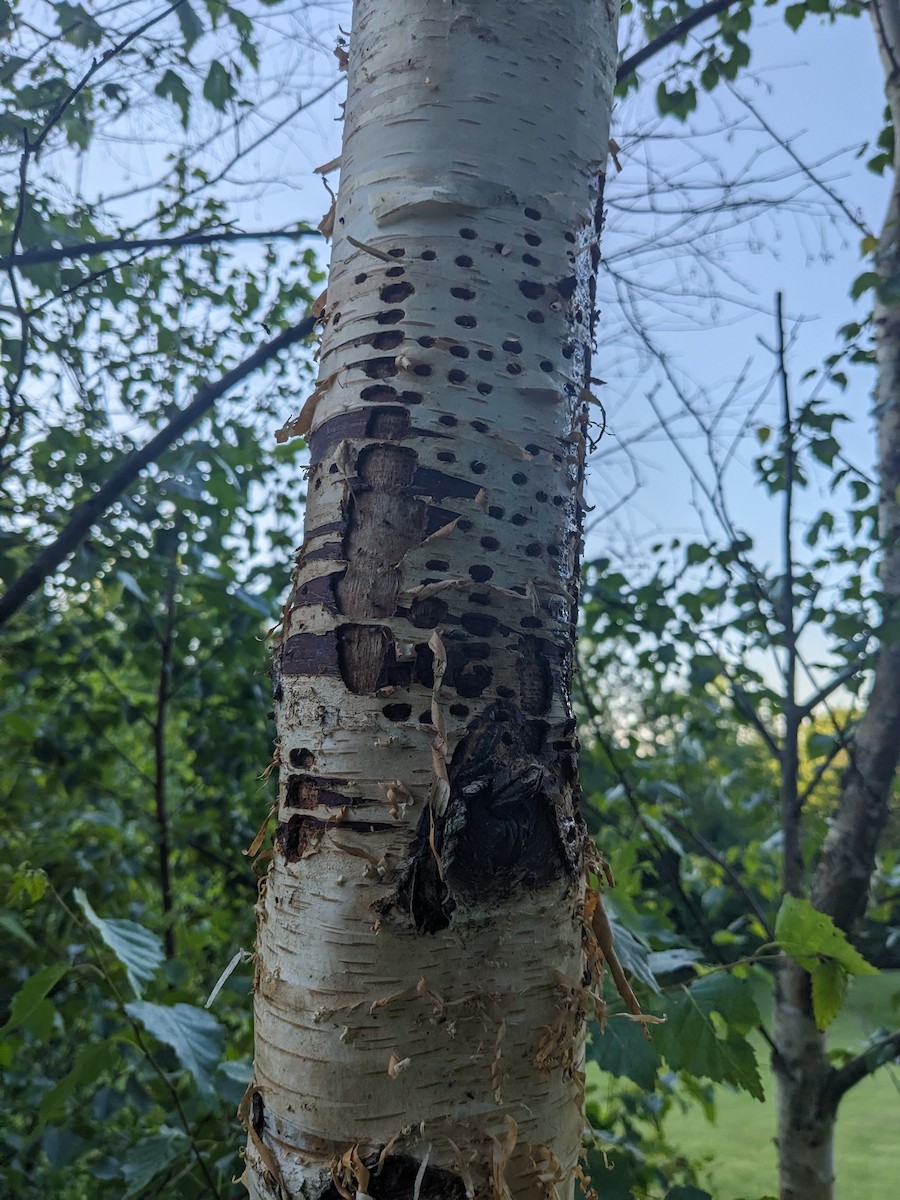 Yellow-bellied Sapsucker - ML620904633