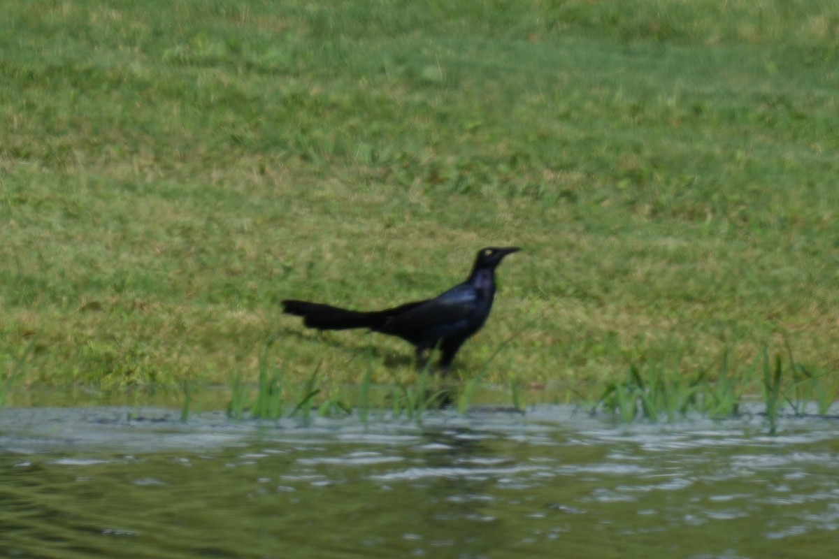Boat-tailed/Great-tailed Grackle - ML620904715
