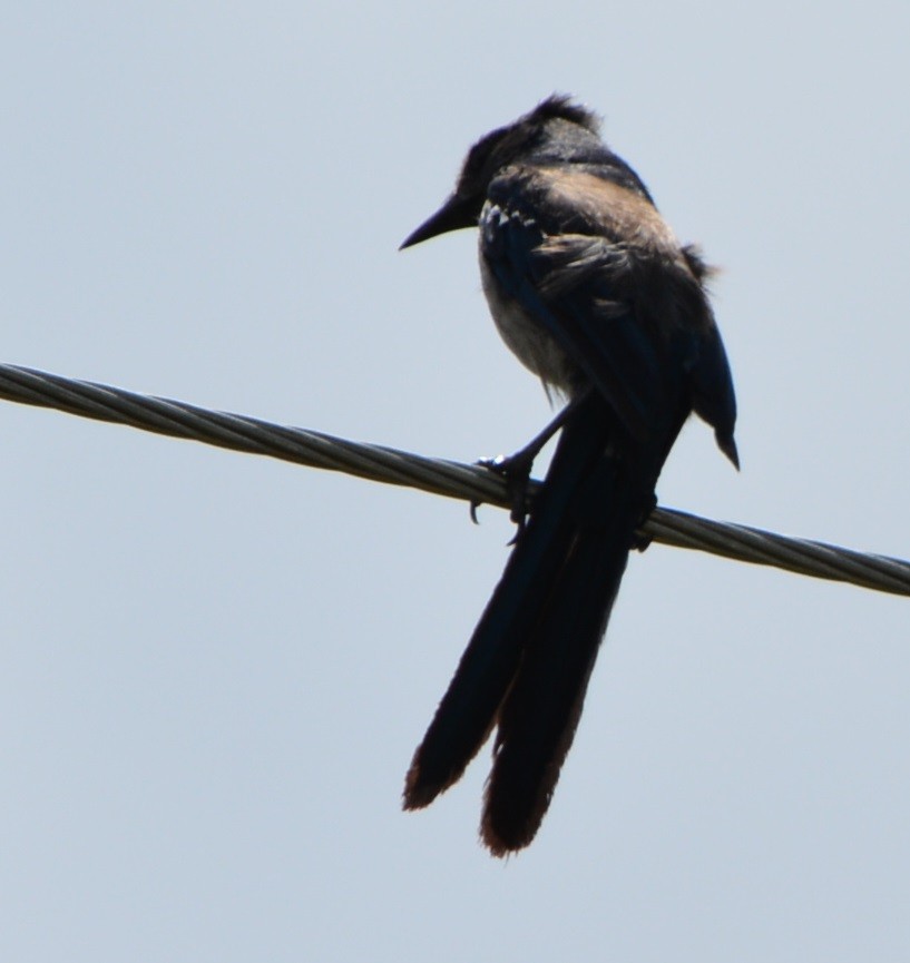 Florida Scrub-Jay - ML620904766