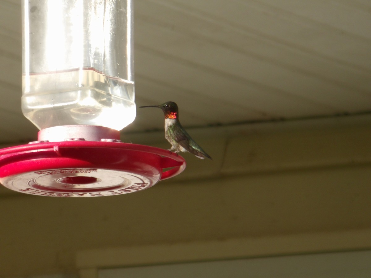 Ruby-throated Hummingbird - ML620904769