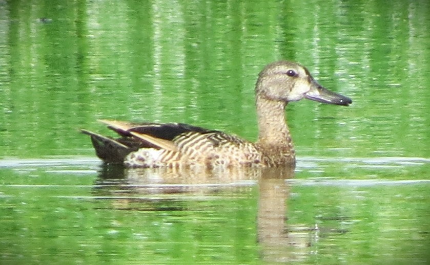 Blue-winged Teal - ML620904781