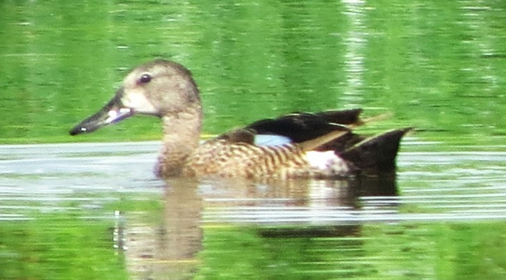 Blue-winged Teal - ML620904791