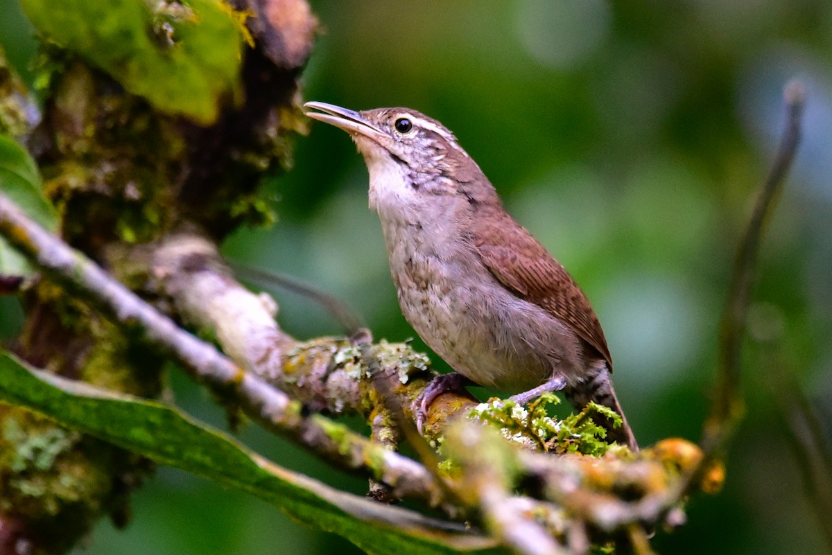 Niceforo's Wren - ML620904823