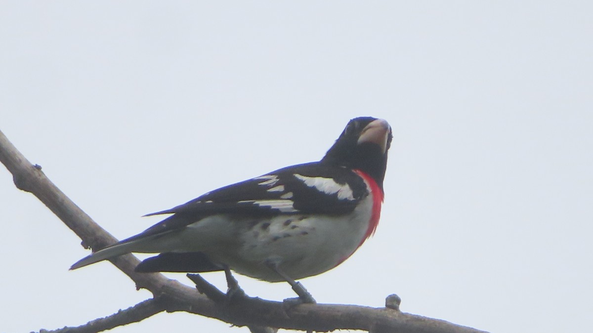 Rose-breasted Grosbeak - ML620904864