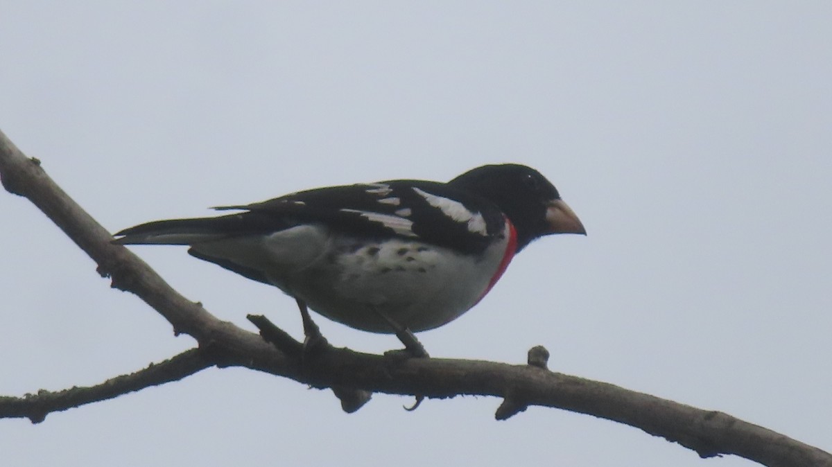 Rose-breasted Grosbeak - ML620904867