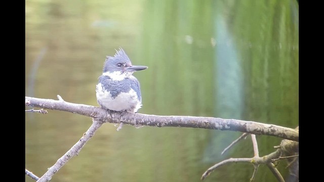 Belted Kingfisher - ML620904894