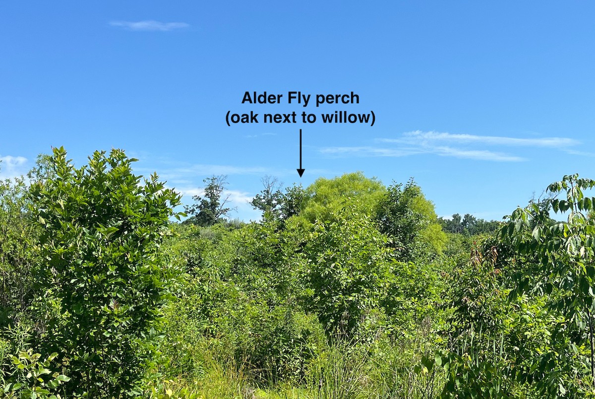 Alder Flycatcher - ML620904902