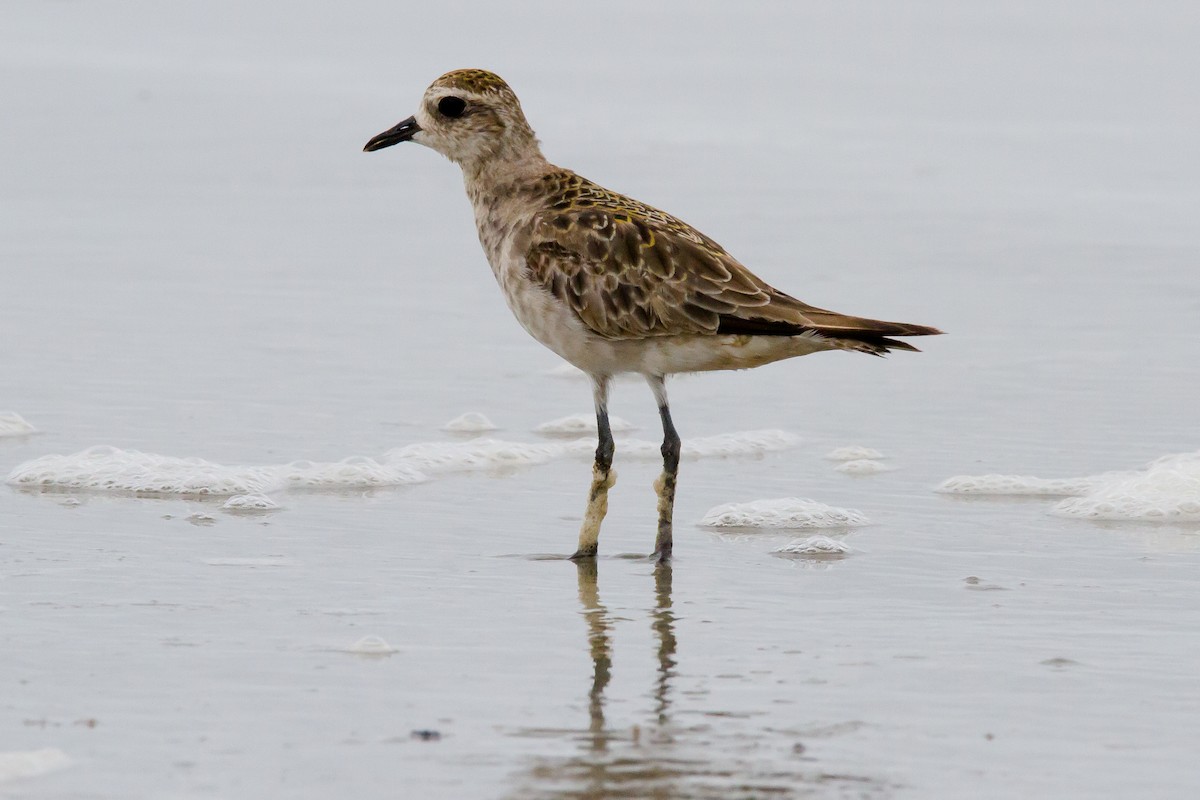 American Golden-Plover - Fábio HALLAIS