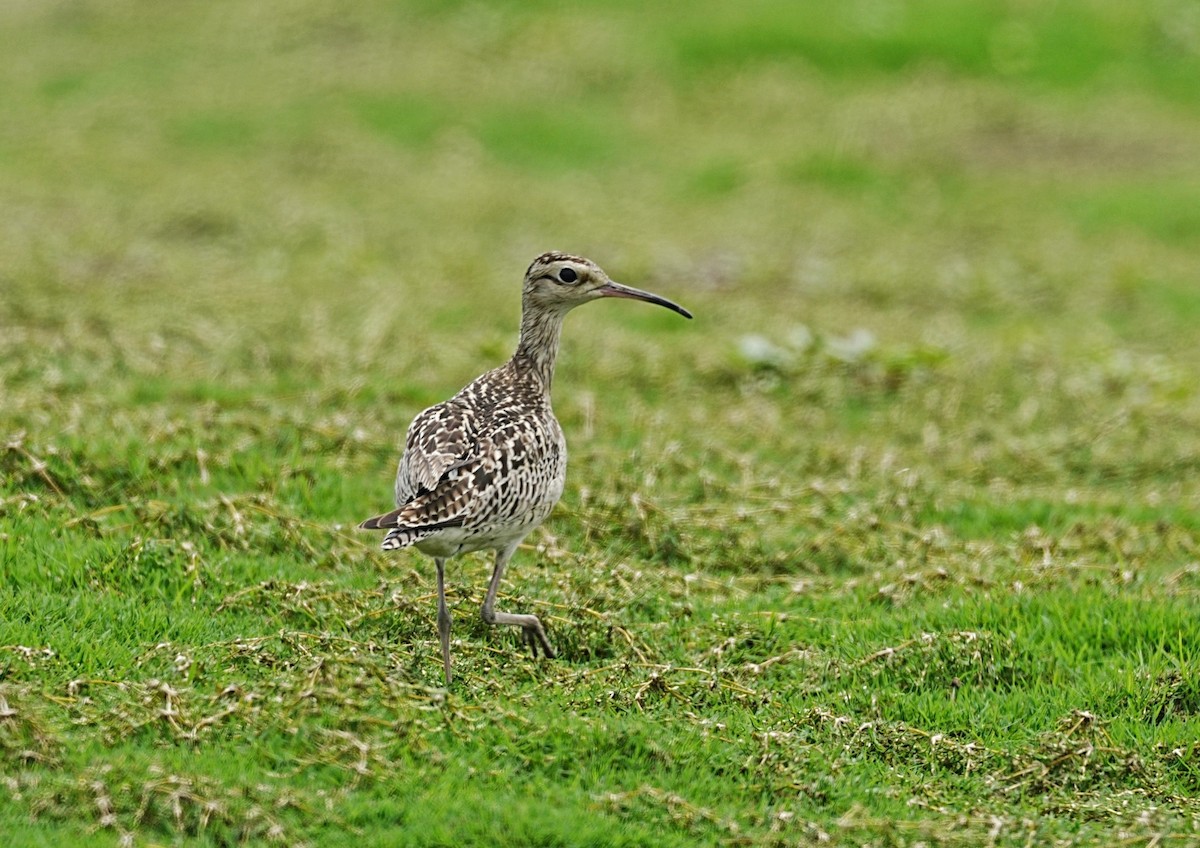 Little Curlew - ML620904917
