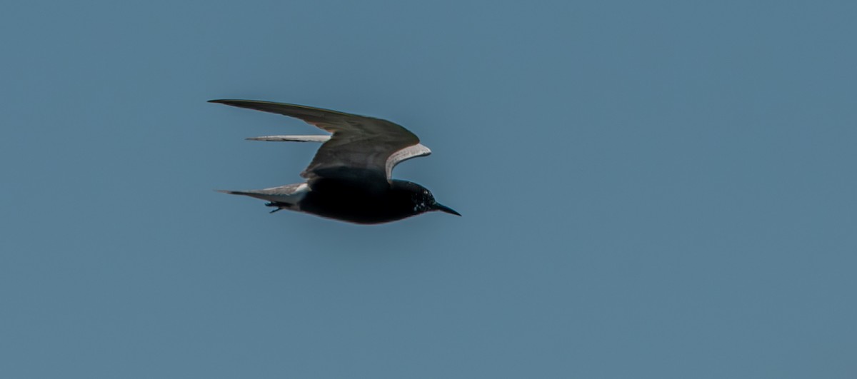 Black Tern - ML620904936